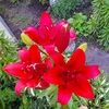 e_neveykina